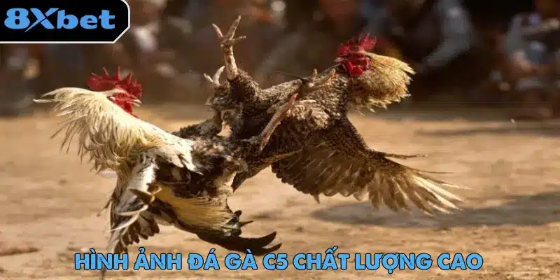 Đá Gà Trực Tiếp C5 - Trải Nghiệm Cược Hot Nhất 2025 2 Hình ảnh sắc nét chuẩn HD là điểm thu hút khi trải nghiệm đá gà trực tiếp C5